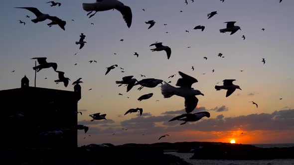 Silhouettes of Flying Seagulls and Essaouira Citadel By Scala Harbour on Sunset. Morocco.