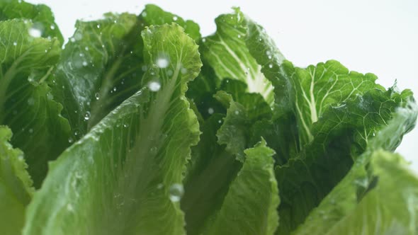 Water droplets on romani lettuce. Slow Motion.