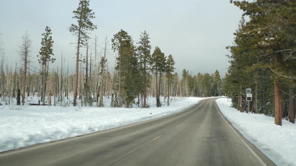 Forest Fire Aftermath Burnt Charred Trees in USA