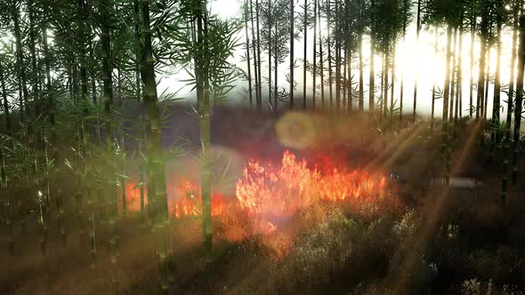 Wind Blowing on a Flaming Bamboo Trees During a Forest Fire