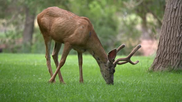 Mule deer buck in velvet grazing on grass in park