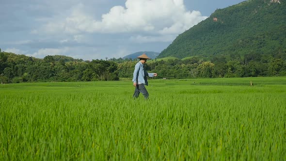 Asian Farmer Walking On Rice Fields