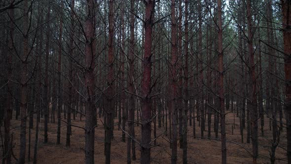 Up Along The Autumn Trees