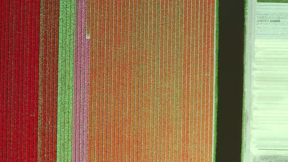 Aerial View of Tulip Bulb-fields in Springtime, Holland, the Netherlands