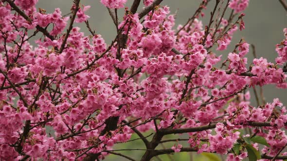 Sakura Cherry Blossom