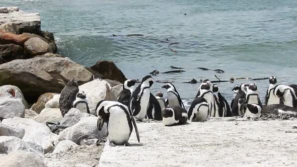 Flock of penguins on the beach in Betty's Bay South Africa