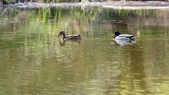 Ducks Swim on Lake Close Up 