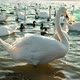 Swans and Ducks on the Lake - VideoHive Item for Sale