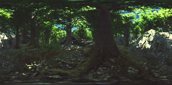 VR360 View of Morning Green Forest