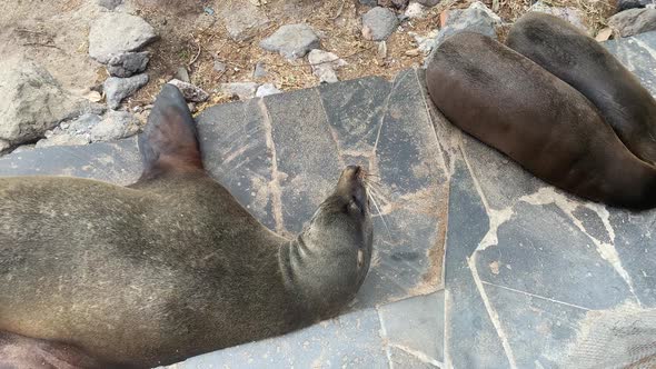 Sea Lions Relaxing On Stone Steps At Playa De Oro In San Cristobal. Galapagos