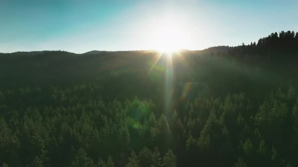 Pine Tree Forest in Mountains of Lake Tahoe In California