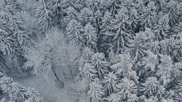 Aerial Top Down View Flyover Beautiful Winter Forest. Spruce and Pine Frosty Trees Covered with Snow