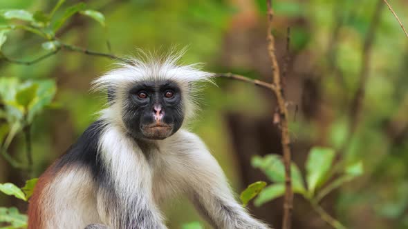 Red Colobus Monkey Sitting on Tree and Resting Visible Dark Face
