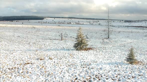 Pair of evergreen Christmas trees sit in an empty field of snow on an overcast day.