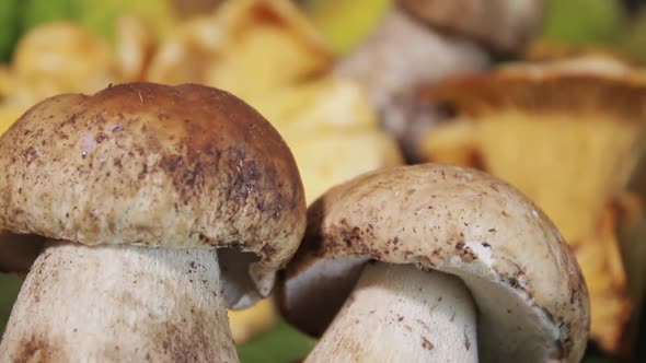 Boletus Mushrooms