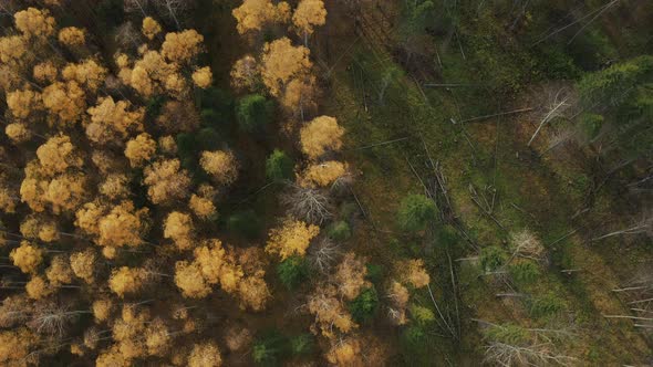 Drone Footage of Leaf Colors in Yellow, Orange and Green Forest on Sunny Autumn Day