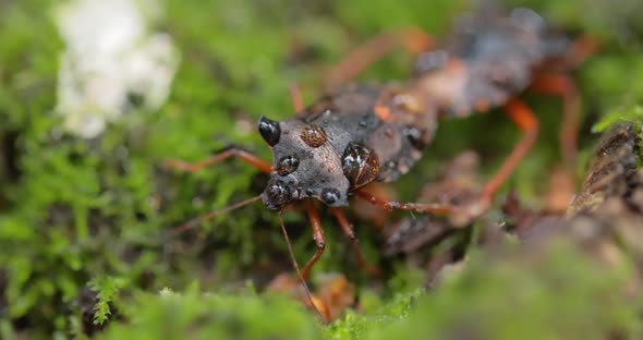 Forest Bug or Red-legged Shieldbug (Pentatoma Rufipes) Is a Species of Shield Bug