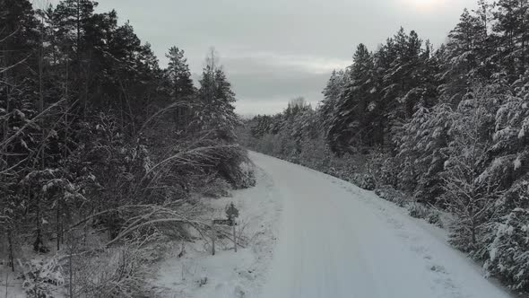 Rural Road Through a Coniferous Forest After a Snow Storm