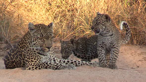 Adorable interaction between a female leopard and her cubs as a cub nuzzles and cuddles with its mot