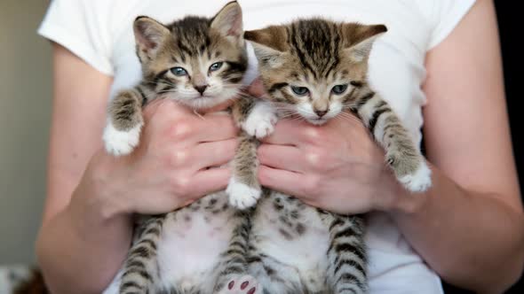 Girl Holds Kittens