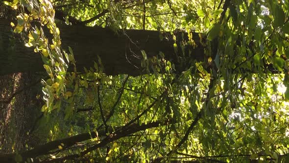 Vertical Video Aerial View of Trees in the Forest on an Autumn Day in Ukraine Slow Motion