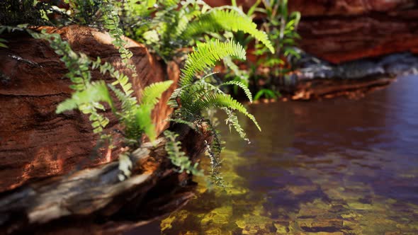 Tropical Golden Pond with Rocks and Green Plants