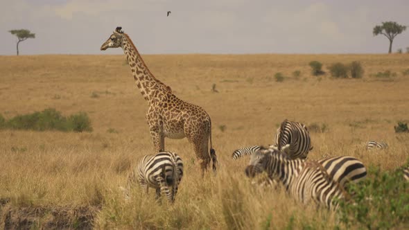 Giraffe and zebras in Masai Mara