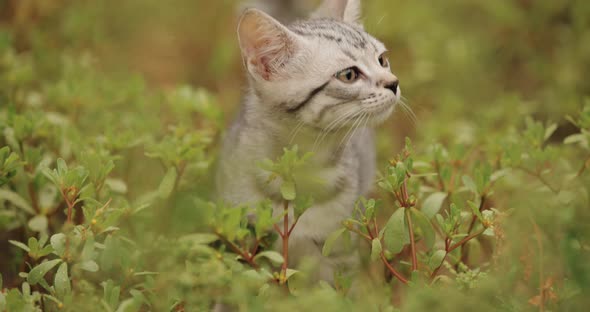 Little Kitten on the Green Grass