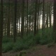 Forest in Lake District National Park, Cumbria, UK - VideoHive Item for Sale