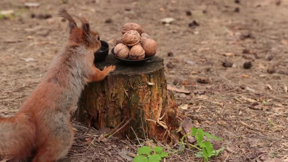 The Funny Squirrel Drinks Water From A Small Cup, Then Chooses A Walnut.