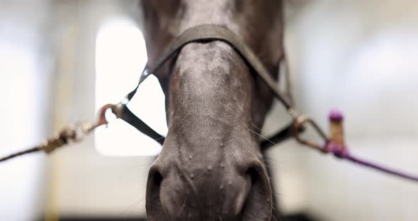 Black Thoroughbred Horse Standing in Stall  Movie