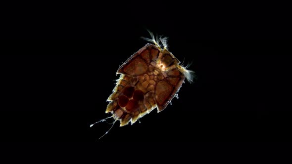 Crustacea family Peltidiidae under microscope, Harpacticoida Order
