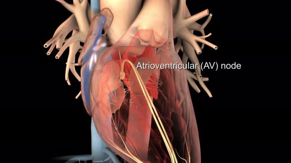 Human Circulatory System Heart Beat Anatomy alt