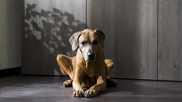 Rhodesian ridgeback dog lying on floor by wardrobe in modern apartment.