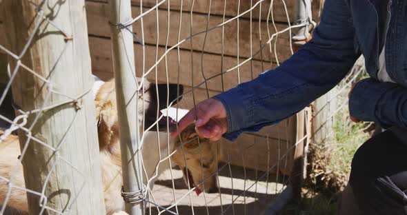 Dog in a shelter with volunteer