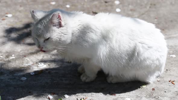 White Cat Eat Cockchafer