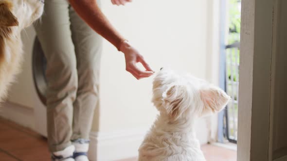 Caucasian woman feeding her pet dogs in kitchen at home