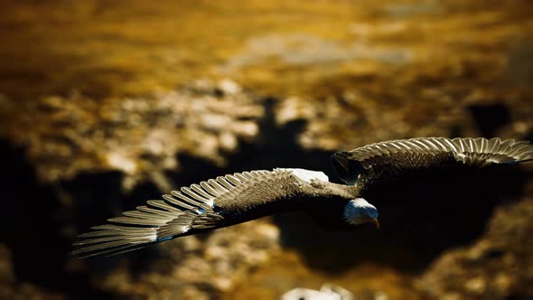 Slow Motion American Bald Eagle in Flight Over Alaskan Mountains