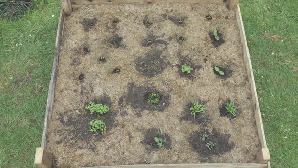 Overhead view of raised garden bed with hay mulch