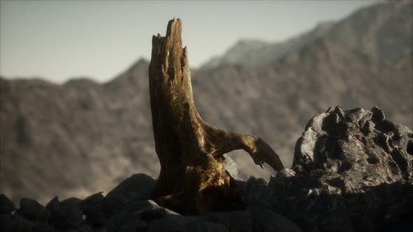 Dead Pine Tree at Granite Rock at Sunset alt