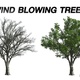 Wind blowing American Elm Tree - VideoHive Item for Sale