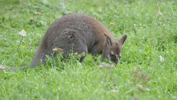 Bennett's Tree-kangaroo Eats Grass. Dendrolagus Bennettianus Grazing in the Meadow.