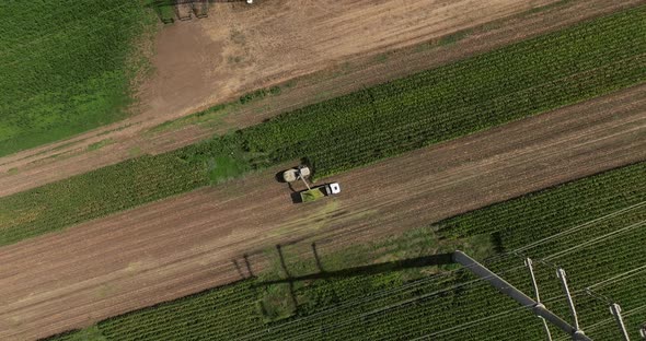 Combine harvesting Corn crops for silage, Drone footage.