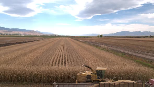 Aerial view flying down rows in cornfield