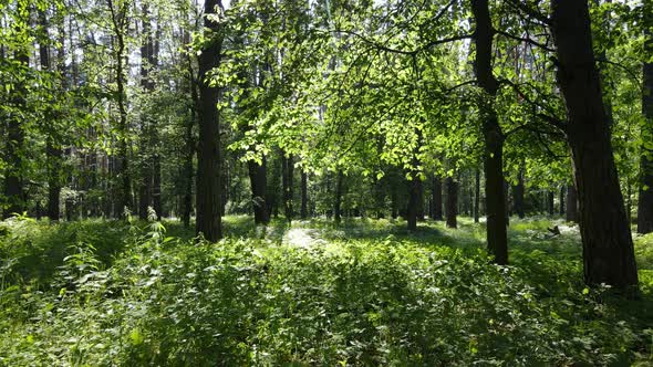 Beautiful Green Forest on a Summer Day Slow Motion