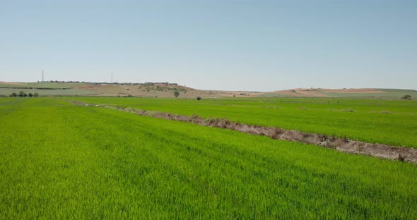 Drone Shot with Close up Top View of Green Paddy Field on Agricultural Land and Irrigation Channel w