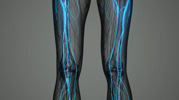 Brain and Nervous System of Human alt