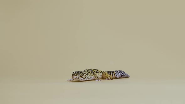 Leopard Gecko Standard Form Eublepharis Macularius on a Beige Background