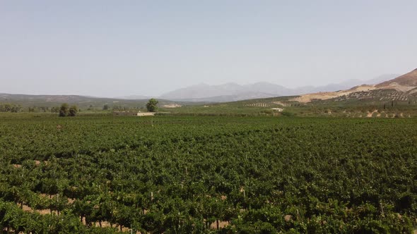 VIneyards and Olive Groves in the South of the Island of Crete