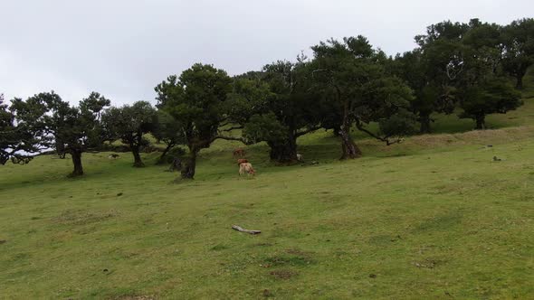 Aerial view of old and rare Fanal laurisilva forest on Madeira island, Portugal